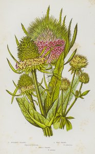 Piante da fiore della Gran Bretagna: Cardo dei follatori, Cardo selvatico, Cardo piccolo da English School