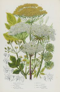 Piante da fiore della Gran Bretagna: Angelica da giardino, Angelica selvatica, Finocchio marino, Finocchio di palude, Finocchio a foglia larga, Pastinaca selvatica comune