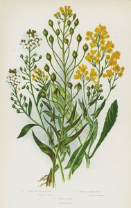 Piante da fiore della Gran Bretagna: Oro del piacere, Alisso dolce, Guado dei tintori