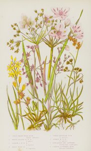 Piante da fiore della Gran Bretagna: Great Hairy Wood Rush, Broad Leaved Hairy Wood Rush, Narrow Leaved Hairy Wood Rush, Field Wood Rush, Curved Mountain Wood Rush, Spiked Mountain Wood Rush, Lancashire Bog Asphodel, Common Flowering Rush