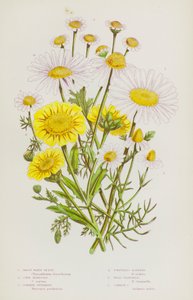 Piante da fiore della Gran Bretagna: Margherita maggiore, Calendula dei campi, Febbre comune, Camomilla inodore, Camomilla selvatica, Camomilla comune
