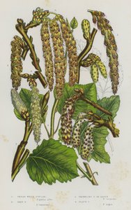 Piante da fiore della Gran Bretagna: Pioppo bianco grande, Pioppo grigio, Pioppo tremulo, Pioppo nero da English School