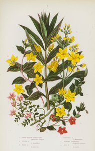Piante Fiorite della Gran Bretagna: Lisimachia Gialla Maggiore, Lisimachia Ciuffata, Lisimachia di Bosco, Lisimachia Strisciante, Pimpinella Scarlatta, Pimpinella di Palude