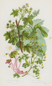 Piante da fiore della Gran Bretagna: Acero maggiore o sicomoro, Acero comune, Acetosella comune, Acetosella gialla prostrata (litografia a colori)