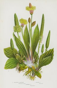 Piante Fiorite della Gran Bretagna: Piantaggine Maggiore, Piantaggine Lanosa, Piantaggine Lanceolata