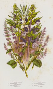 Piante da fiore della Gran Bretagna: Erba di San Giovanni, Salvia dei prati, Salvia inglese selvatica, Menta cavallina, Menta a foglie rotonde, Menta a foglie lanceolate