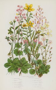 Piante da fiore della Gran Bretagna: Sassifraga a foglie reniformi, Sassifraga stellata, Sassifraga alpina a grappolo, Sassifraga montana viola, Sassifraga gialla di palude, Sassifraga gialla di montagna, Sassifraga bianca di prato, Sassifraga bulbosa pend da English School