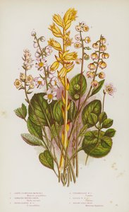 Piante fiorite della Gran Bretagna: Moneses a fiore grande, Winter-Green seghettato, Winter-Green a foglia rotonda, Winter-Green intermedio, Winter-Green minore, Nido d