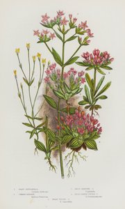 Piante fiorite della Gran Bretagna: Gentianella minore, Centaurea comune, Centaurea ramificata nana, Centaurea a foglia larga, Centaurea nana (litografia a colori) da English School