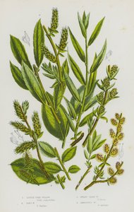 Piante da fiore della Gran Bretagna: Salice arboreo piccolo, Salice di Don, Salice nano setoso, Salice ambiguo da English School