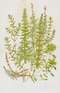 Piante da fiore della Gran Bretagna: Millefoglio d