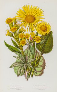 Piante da fiore della Gran Bretagna: Pulicaria delle paludi, Pulicaria dei campi, Arnica maggiore, Arnica a foglie di piantaggine da English School