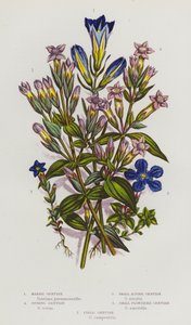 Piante Fiorite della Gran Bretagna: Genziana di Palude, Genziana di Primavera, Genziana Alpina Piccola, Genziana a Fiore Piccolo, Genziana di Campo da English School