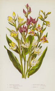 Piante da fiore della Gran Bretagna: Epipactis palustris, Cephalanthera damasonium, Cephalanthera longifolia, Epipactis purpurata da English School