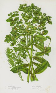 Piante da fiore della Gran Bretagna: Marsh Spurge, Coral Like Hairy Spurge, Leafy Branched Spurge, Cypress Spurge
