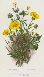 Piante da fiore della Gran Bretagna: Ranuncolo dei prati, Ranuncolo peloso pallido, Ranuncolo dei campi, Ranuncolo a piccoli fiori, Coda di topo comune da English School