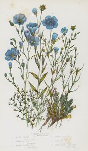 Piante da fiore della Gran Bretagna: Cyphel muschioso, Lino perenne, Lino a foglie strette, Lino comune, Lino catartico, Lino a foglie di timo, Buffonia snella da English School
