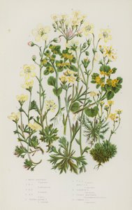 Piante da fiore della Gran Bretagna: Sassifraga muscosa, Sassifraga alpina a ciuffo, Sassifraga geranio, Sassifraga dorata, Sassifraga dorata comune da English School