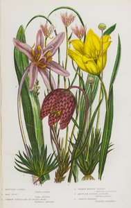 Piante da fiore della Gran Bretagna: Lloydia delle montagne, Tulipano selvatico, Fritillaria comune o Testa di serpente, Zafferano dei prati comune, Asfodelo scozzese di montagna, Eriocaulon settangolare