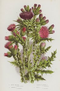 Piante da fiore della Gran Bretagna: Cardo muschiato, Cardo ondulato, Cardo a fiori sottili, Cardo mariano (litografia a colori)