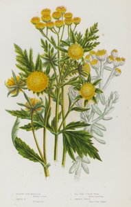 Piante Fiorite della Gran Bretagna: Margherita di Palude, Margherita Trifida, Cotone di Mare, Tanaceto Comune
