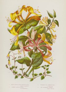 Piante Fiorite della Gran Bretagna: Caprifoglio Pallido Perfoliato, Caprifoglio Comune, Caprifoglio Eretto, Linnea a Due Fiori da English School