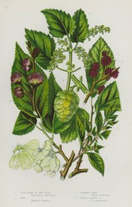 Piante da fiore della Gran Bretagna: Parietaria, Luppolo, Olmo comune, Olmo a foglie larghe