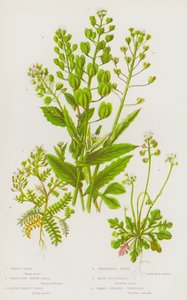 Piante da fiore della Gran Bretagna: Papaver somniferum, Papaver rhoeas, Meconopsis cambrica, Glaucium flavum