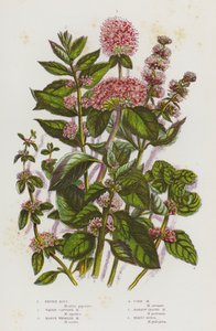 Piante da fiore della Gran Bretagna: Mentha piperita, Mentha aquatica, Mentha arvensis, Mentha pulegium da English School