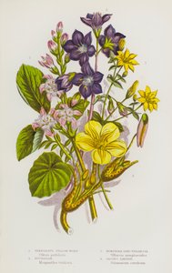 Piante Fiorite della Gran Bretagna: Genziana Perfoliata, Trifoglio d