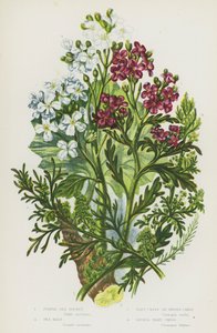 Piante fiorite della Gran Bretagna: Razzo di mare viola, Cavolo di mare, Crescione verrucoso o Crescione di maiale, Crescione minore da English School