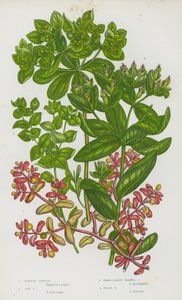 Piante Fiorite della Gran Bretagna: Euforbia Viola, Euforbia del Sole, Euforbia Verrucosa a Foglie Larghe, Euforbia Irlandese