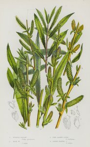 Piante da fiore della Gran Bretagna: Salice purpureo, Salice rosa, Salice da cesti, Salice a foglie verdi da English School
