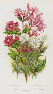 Piante da fiore della Gran Bretagna: Garofano dei prati, Silene rossa tedesca, Silene alpina rossa, Silene bianca, Silene dioica da English School