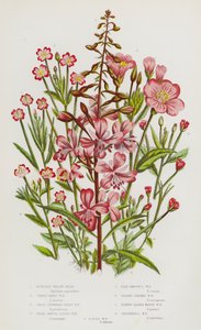 Piante da fiore della Gran Bretagna: Rose-Bay Willow Herb, Great Hairy Willow Herb, Small Flowered Hairy Willow Herb, Broad Smooth Leaved Willow Herb, Pale Smooth Leaved Willow Herb, Sqaure Stalked Willow Herb, Narrow Leaved Marsh Willow Herb, Chickweed Le