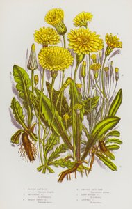 Piante fiorite della Gran Bretagna: Hawkbit ruvido, Hawkbit autunnale, Thrincia pelosa, Orecchio di gatto liscio, Orecchio di gatto a radice lunga, Orecchio di gatto maculato (litografia a colori) da English School