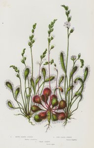 Piante Fiorite della Gran Bretagna: Drosera a Foglie Rotonde, Drosera a Foglie Lunghe, Grande Drosera