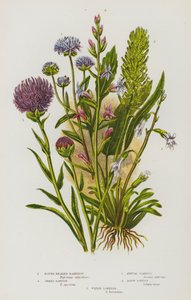 Piante Fiorite della Gran Bretagna: Rapunzia Testa Rotonda, Rapunzia Spigata, Scabiosa Annuale, Lobelia Acrida, Lobelia d