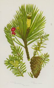 Piante da fiore della Gran Bretagna: Pino scozzese, Ginepro, Tasso