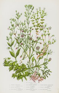 Piante Fiorite della Gran Bretagna: Salicornia, Arenaria Vernale, Arenaria Alpina, Arenaria a Foglie Sottili, Arenaria a Cima Piatta, Arenaria Frangiata, Arenaria a Foglie di Timo, Arenaria a Tre Nervi, Arenaria Viola, Arenaria Marina da English School
