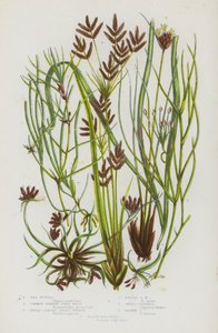Piante da fiore della Gran Bretagna: Ruppia marittima, Erba corna comune, Zostera a foglie larghe, Zostera nana, Cipero dolce, Cipero bruno, Giunco nero delle torbiere da English School