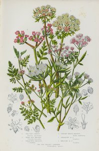Piante da fiore della Gran Bretagna: Carota di mare, Piccolo prezzemolo, Grande prezzemolo, Prezzemolo di siepe eretto, Prezzemolo di siepe diffuso, Prezzemolo di siepe annodato, Samphire spinoso di mare da English School