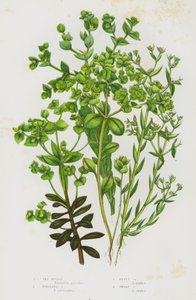 Piante da fiore della Gran Bretagna: Euforbia marittima, Euforbia di Portland, Euforbia minuta, Euforbia nana
