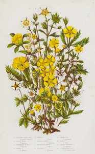 Piante Fiorite della Gran Bretagna: Cinquefoglia Arbustiva, Erba Argentea, Cinquefoglia a Fiori di Fragola, Cinquefoglia Lanosa, Cinquefoglia Primaverile, Cinquefoglia Alpina Arancione, Cinquefoglia Pelosa a Foglie Seghettate, Cinquefoglia Strisciante, Tor da English School