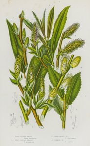 Piante Fiorite della Gran Bretagna: Vimineto a Foglie Setose, Salice a Foglie Lunghe, Salice Ferruginoso, Salice Comune da English School