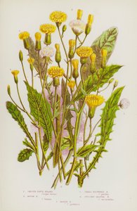 Piante Fiorite della Gran Bretagna: Barba di Falco Liscia, Barba di Falco Ruvida, Barba di Falco a Fiore Piccolo, Barba di Falco a Foglia di Cicoria, Barba di Falco di Palude da English School