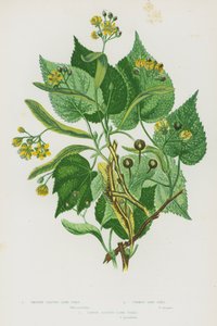 Piante da fiore della Gran Bretagna: Tilia platyphyllos, Tilia cordata, Tilia × europaea
