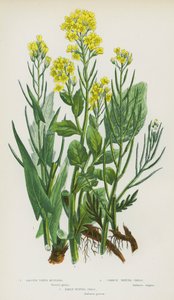 Piante da fiore della Gran Bretagna: Thlaspi arvense, Thlaspi perfoliatum, Thlaspi caerulescens, Capsella bursa-pastoris, Hutchinsia alpina, Teesdalia nudicaulis da English School