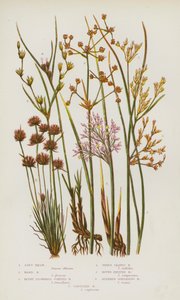Piante da fiore della Gran Bretagna: Juncus effusus, Juncus inflexus, Juncus subnodulosus, Juncus trifidus, Juncus compressus, Juncus capitatus da English School