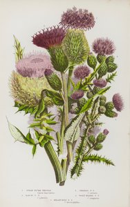 Piante Fiorite della Gran Bretagna: Cardo Piumato, Cardo Piumato di Palude, Cardo Piumato Strisciante, Cardo Piumato Lanoso, Cardo Piumato Melanconico da English School